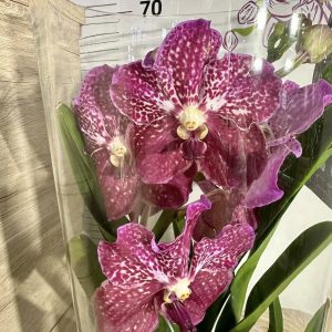 Alternative view of Ванда в стъкленица #6009