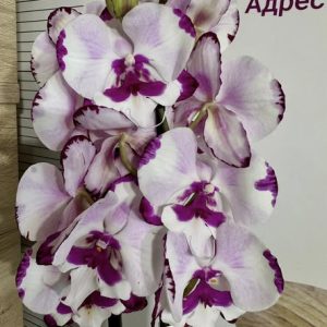 Фаленопсис 2 цв. King Artur  #501
