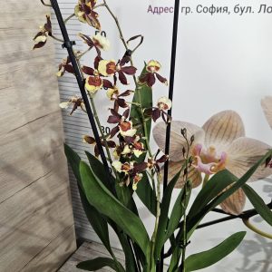 Alternative view of Ароматна Камбрия #103