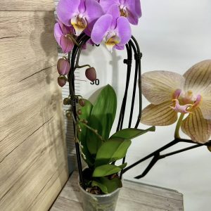 Alternative view of Фаленопсис Каскаден #306