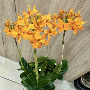 Епидендрум #504