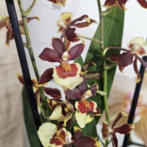 Ароматна Камбрия #103