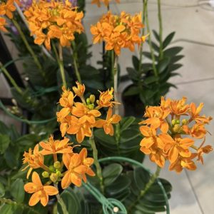 Alternative view of Епидендрум #504