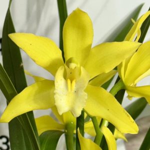 Alternative view of Цимбидиум #46