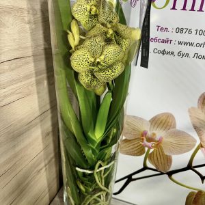 Alternative view of Ванда в стъкленица #6010