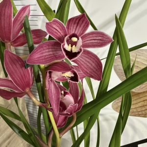 Цимбидиум #48