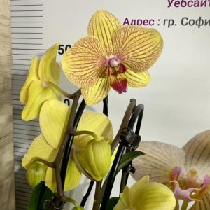 Фаленопсис Каскаден #307