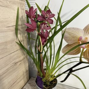 Alternative view of Цимбидиум #48