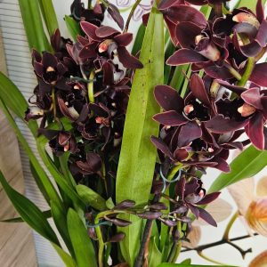 Alternative view of Цимбидиум 5цв. #44