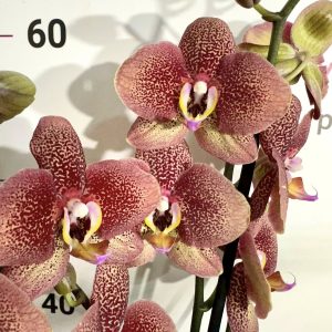 Фаленопсис 2 цв. Тoulon   #504