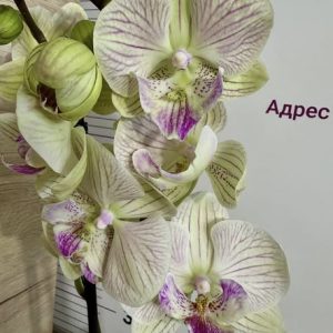 Фаленопсис 2 цв. #505