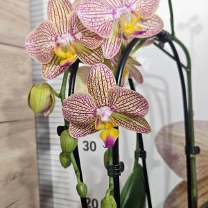 Фаленопсис 2цв.  Каскаден  #310