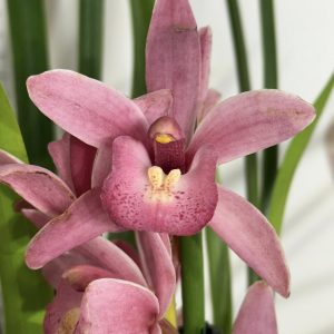 Цимбидиум #49