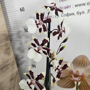 Ароматна Камбрия #102