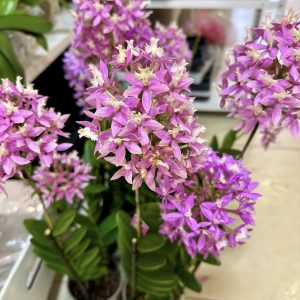 Епидендрум #503