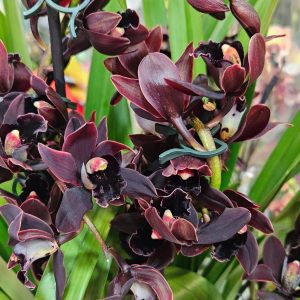 Цимбидиум 5цв. #44