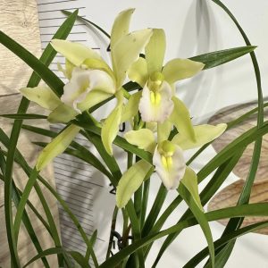 Alternative view of Цимбидиум #47