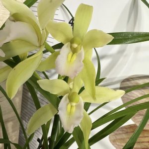 Цимбидиум #47