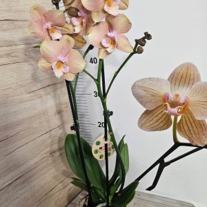 Alternative view of Фаленопсис 2цв.  Big lip Wale  #309