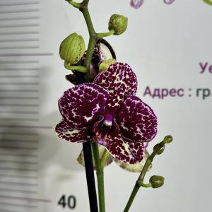 Фаленопсис ДИВА КОТКА 1 цв. #453