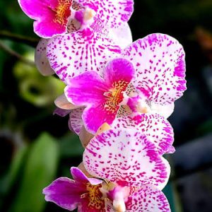 Phalenopsis Yunger Heart #177