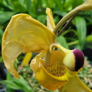 Coryanthes Micaels Panker (= trifoliata × verrucolineata) #17