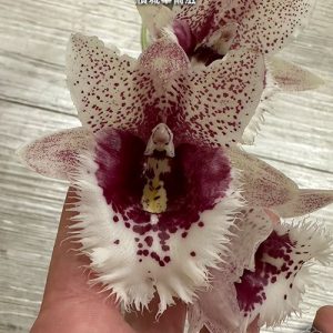 Clowesetum Penang Waltz #18