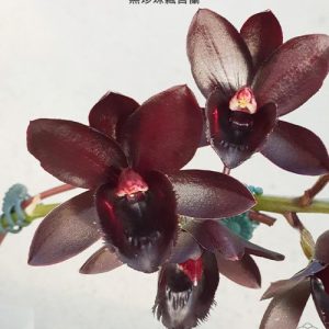 Fredclarkeara After Dark 'SVO Black Pearl' FCC/AOS' #28