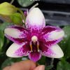 Phal. Jia Ho Summer Love  #25