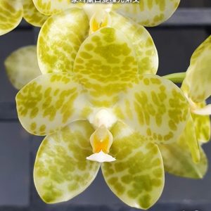 Phal. gigantea var. alba × sib '#01