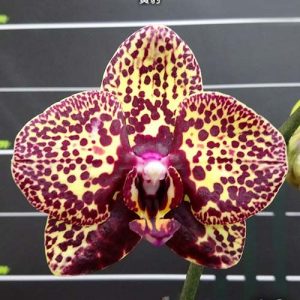Phal. I-Hsin Yellow Leopard  #46