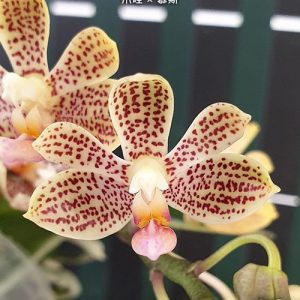Phal. javanica × minus #46