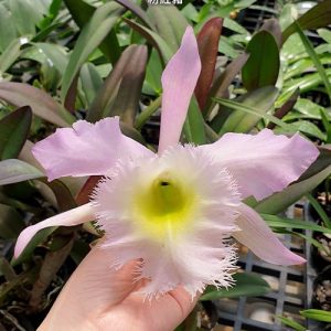 Bc. Duh's White 'Peppa Pig' #51