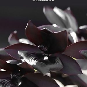 Monnierara Millennium Magic 'witchcraft' AM/AOS   #19