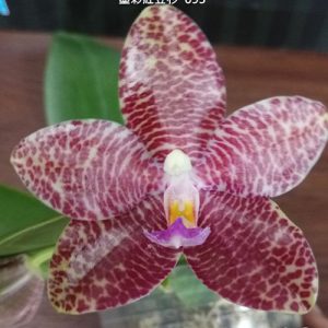 Phal. Mok Choi Yew '693' #26