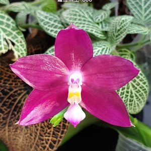 Phal. Miki Lola Girl Bear King  '#50