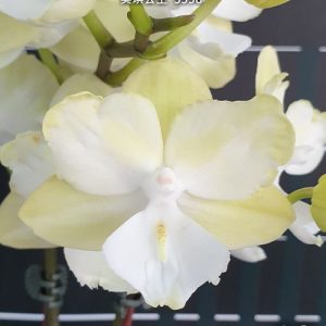 Phal. Miki Princess  '#49