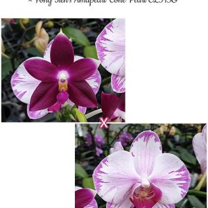 Phal. (CTL Ambo Tetralacea × Germaine Vincent var. blue) '3294' × Fong Tien's Amapearl 'Cone Pearl CL913G'  #08
