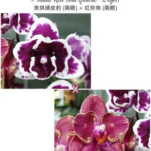 Phal. Miki Pink Panther (peloric - 2 eyes) × Taida Red Bird (peloric - 2 eyes) #16