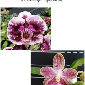 Phal. Hsinying Little Knight 'Voodoo' × (Tetrasampo × Yaphon Sir) #10