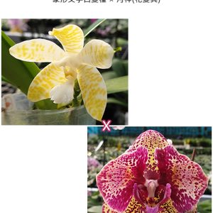 Phal. hieroglyphica var. flava × OX Luna Rosa (peloric)'#04