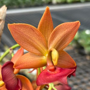 Cyc. Taiwan Gold 'Orange'  #20