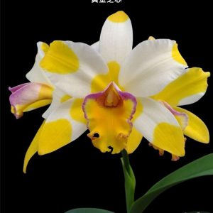 Rlc. Kyle 'Heart of Gold' HCC/AOS #29