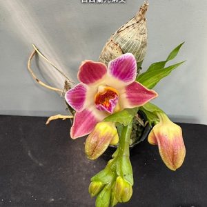 Chysis limminghei × sib  #24