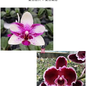 Phal. Jia Ho Summer Love × Summer Breath  #05