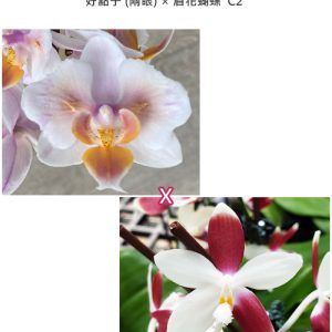 Phal. Miki Good Idea (peloric - 2 eyes) × tetraspis 'C2' #11