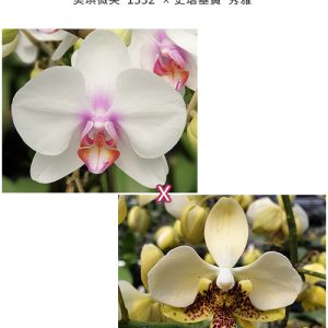 Phal. Miki Smile '1332' × stuartiana var. nobilis 'Xiuya'  #09