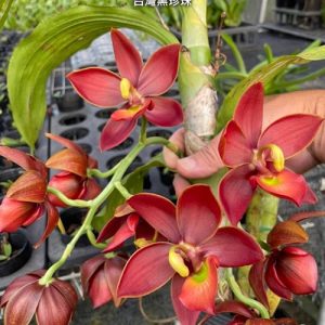 Cyc. Taiwan Black Pearl 'Copper Queen'  #23