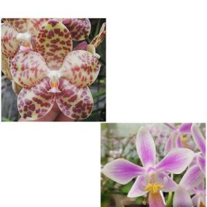 Phal. gigantea Jumbo Libra x equestris   #179