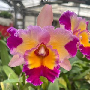 Rlc. Dick Smith 'Paradise' #30
